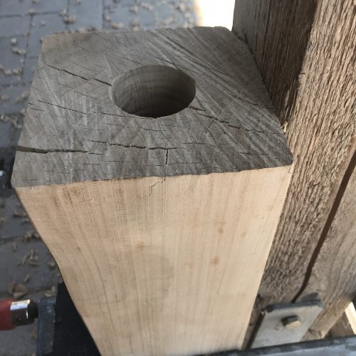 Kernbohrung Ulme